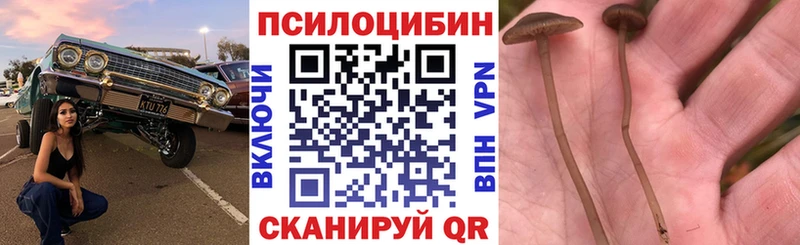 дарк нет клад  Новочеркасск  Галлюциногенные грибы GOLDEN TEACHER 